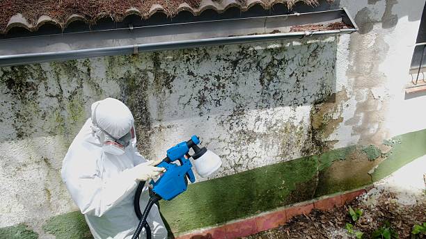 Top rated local Mold Remediation specialists in Mount Wolf, PA